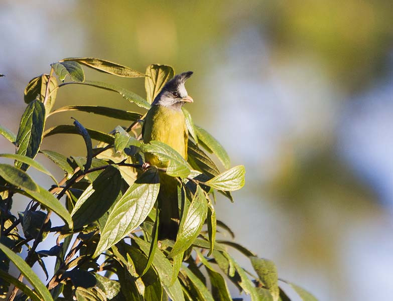 image Crested Finchbill